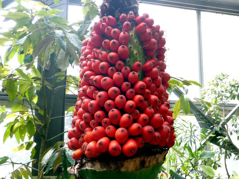 �C�������̉ʎ�