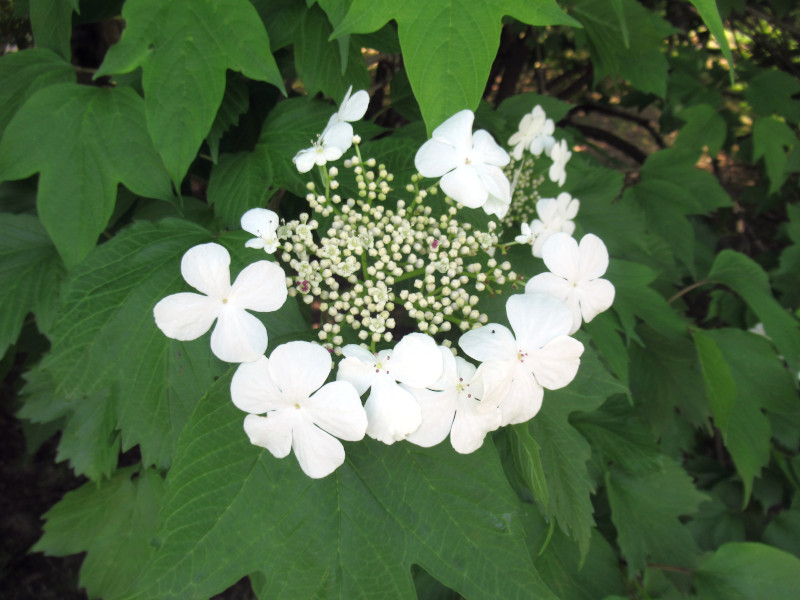 �J���c�o�L�i���ցj