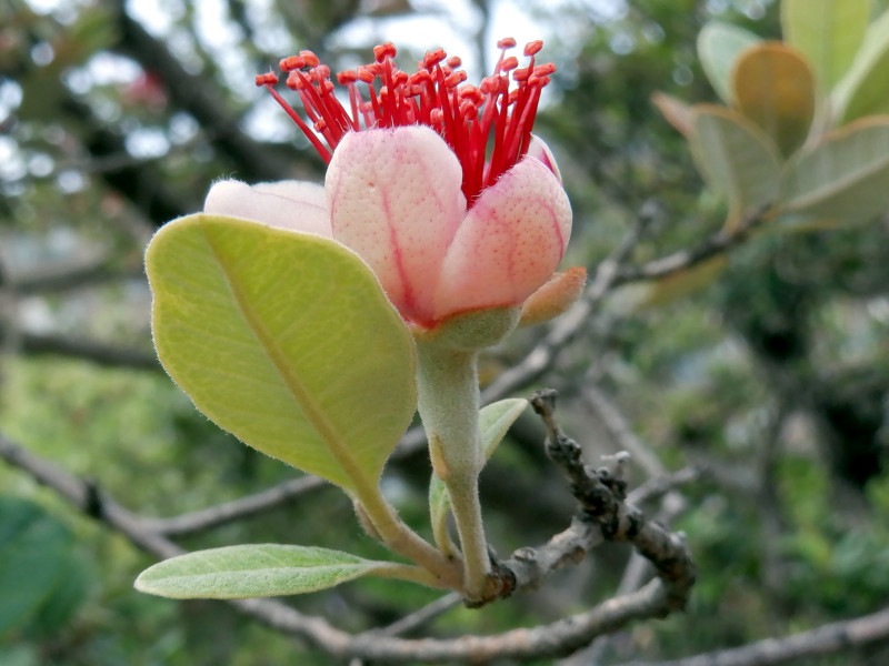�t�F�C�W���A(Feijoa)