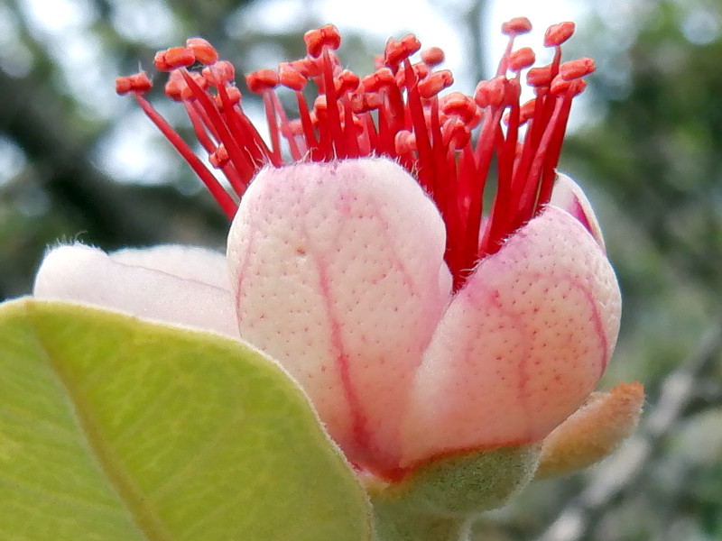 �t�F�C�W���A(Feijoa)