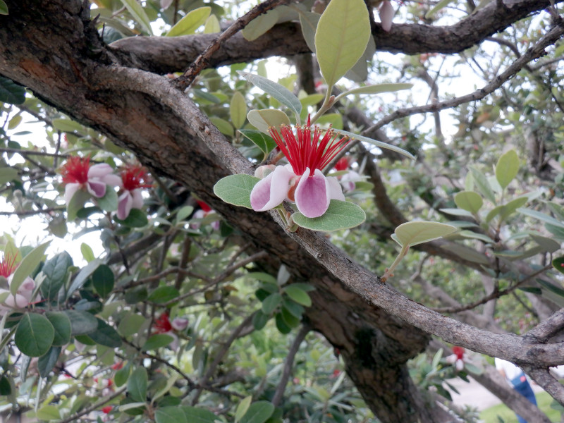 �t�F�C�W���A(Feijoa)