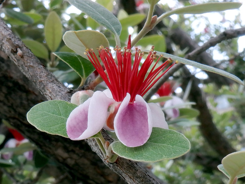 �t�F�C�W���A(Feijoa)