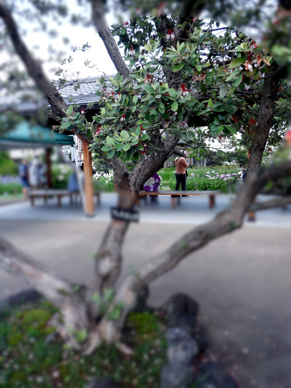�t�F�C�W���A(Feijoa)