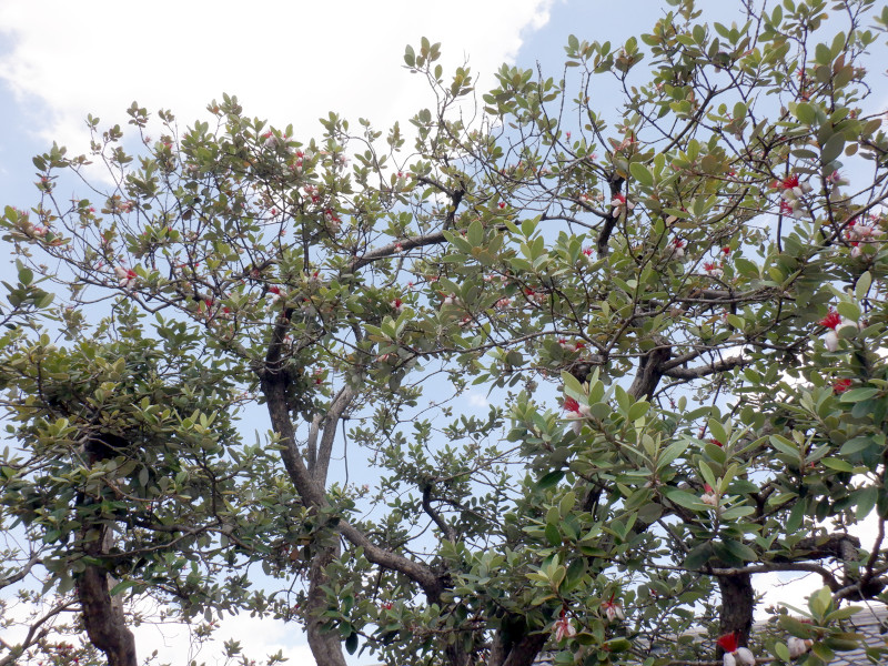�t�F�C�W���A(Feijoa)