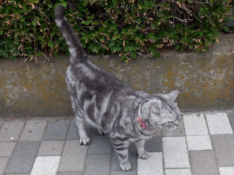 cat�T�o�g��