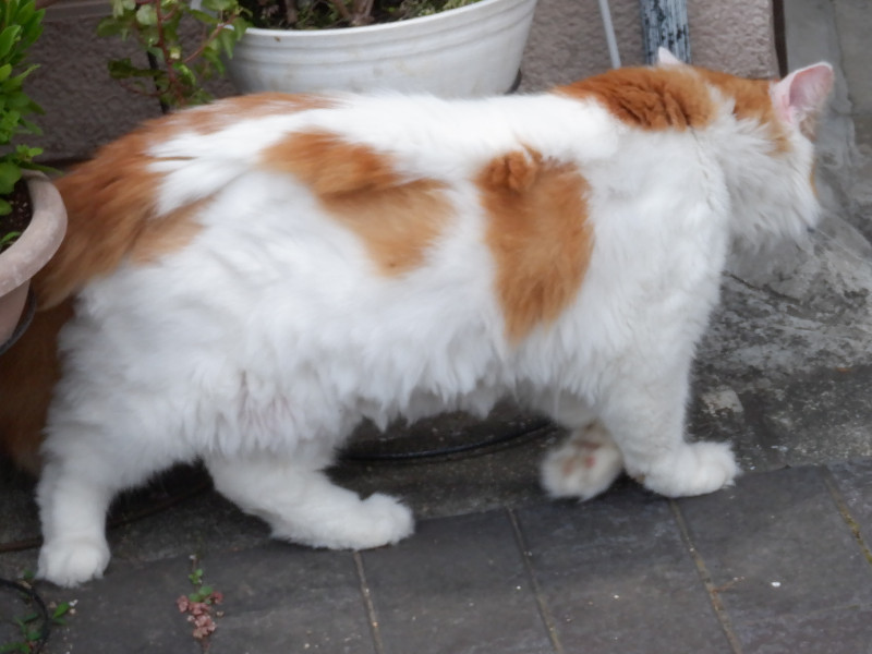 cat ����