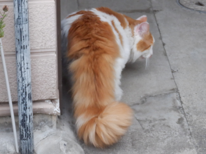 cat ����