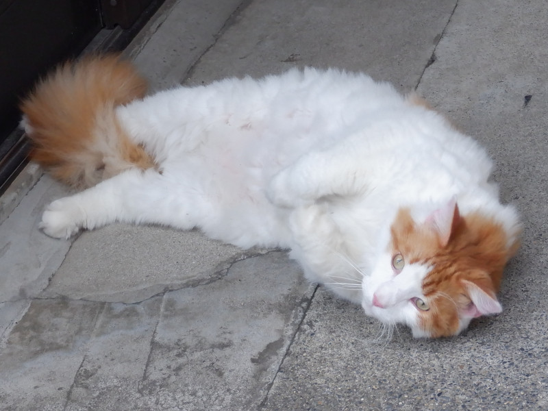 cat ����