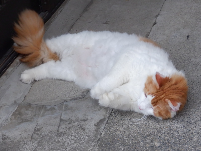cat ����