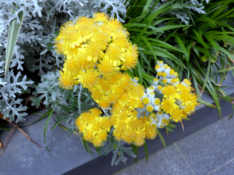 �V���^�G�M�N�i�����e�j