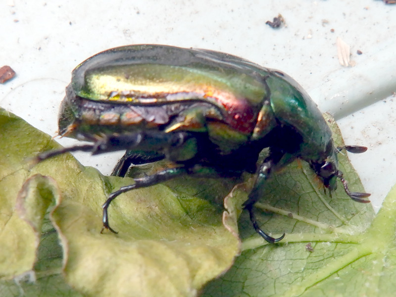 �J�i�u��