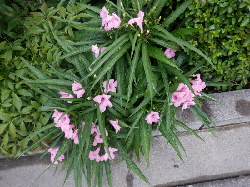 ���G���A �g���s�b�N�X�^�[�iRuellia brittonia�j