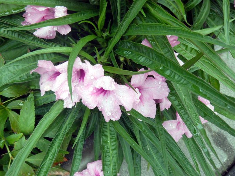 ���G���A �g���s�b�N�X�^�[�iRuellia brittonia�j