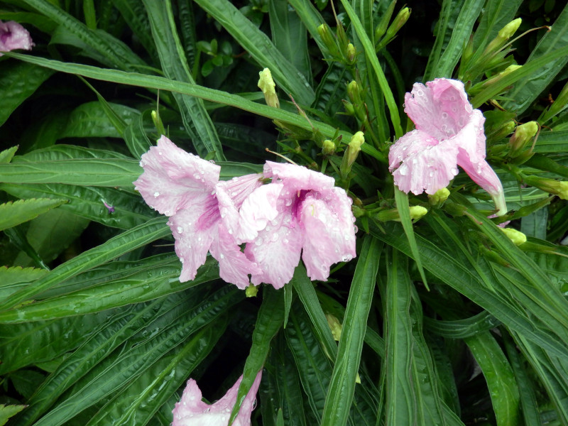 ���G���A �g���s�b�N�X�^�[�iRuellia brittonia�j