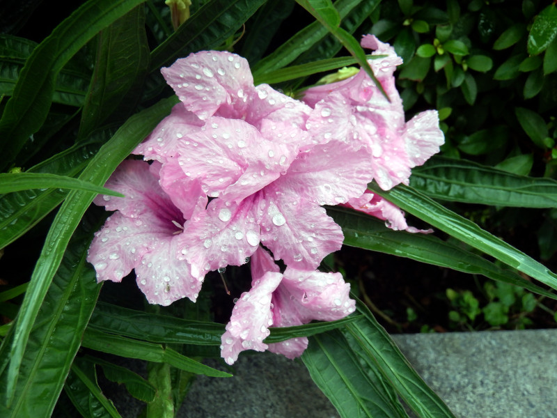 ���G���A �g���s�b�N�X�^�[�iRuellia brittonia�j