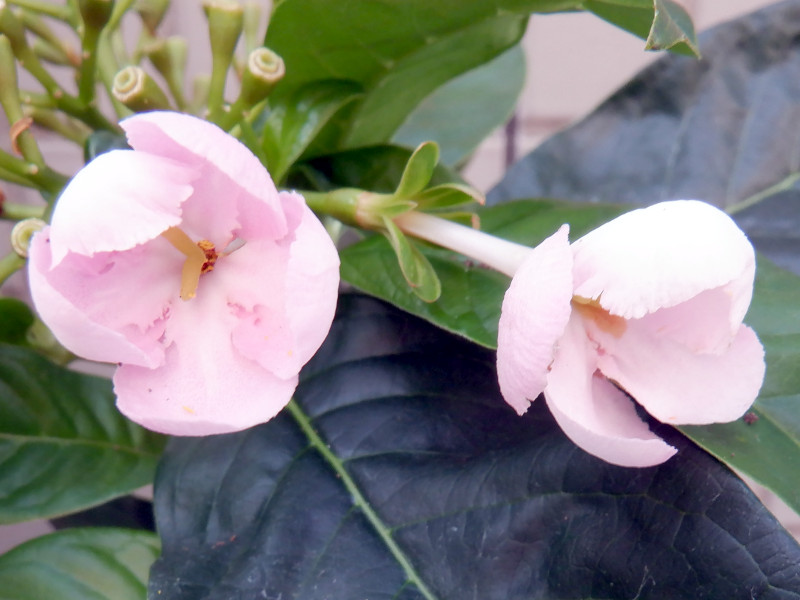 ���N���A(Luculia pinceana)