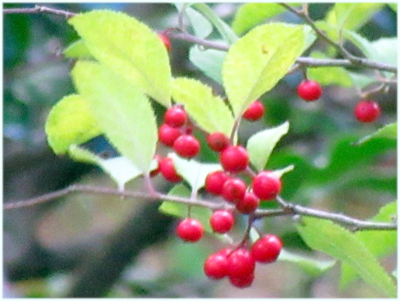�E�����h�L