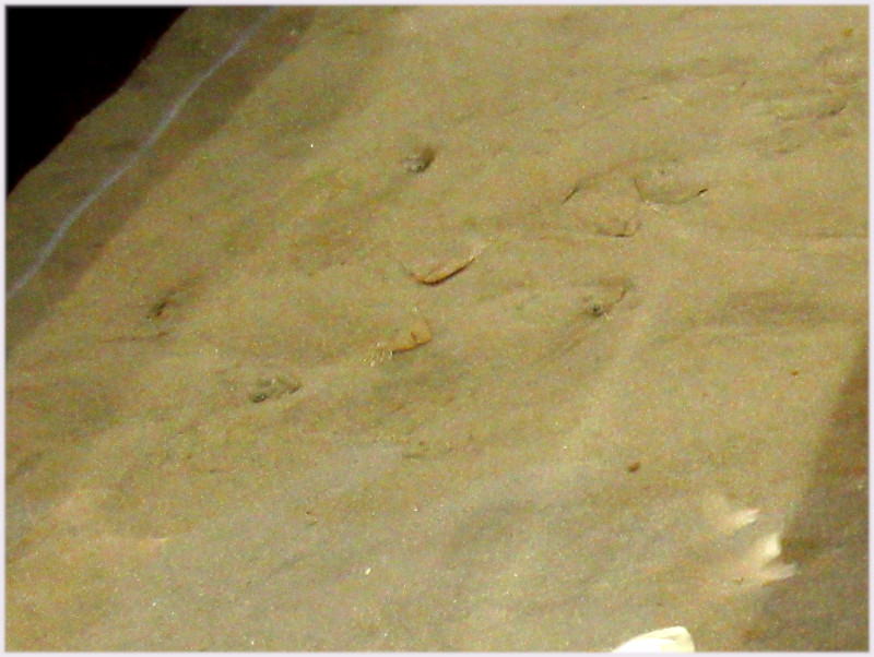 �q����