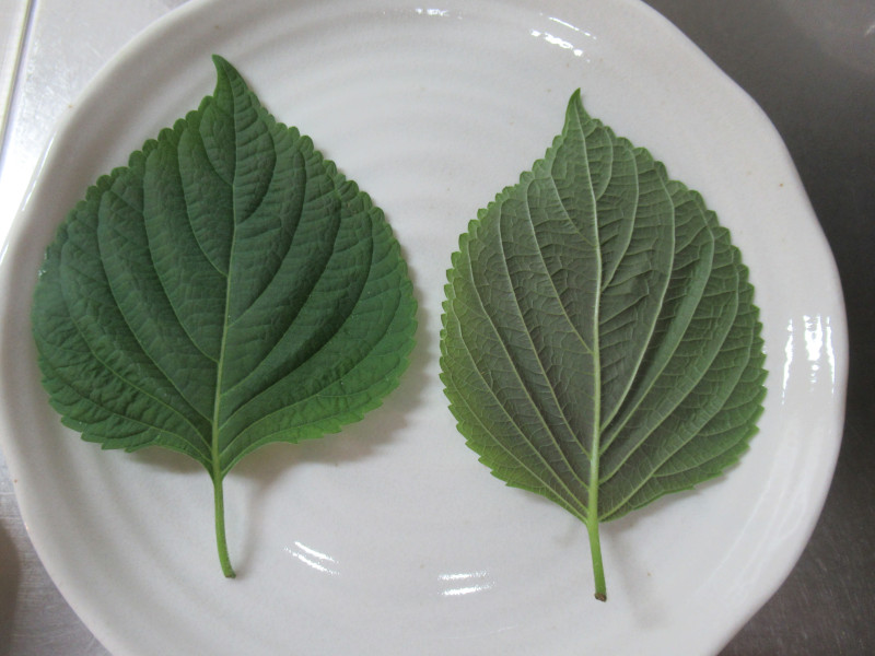 �G�S�}�i�`�Ӗ��A�w���FPerilla frutescens var. frutescens�j�j