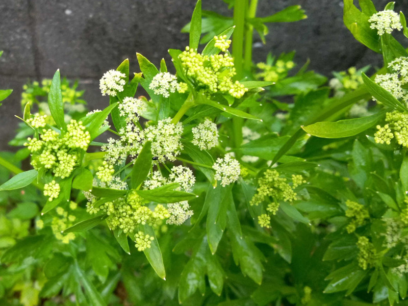 �Z����(celery)