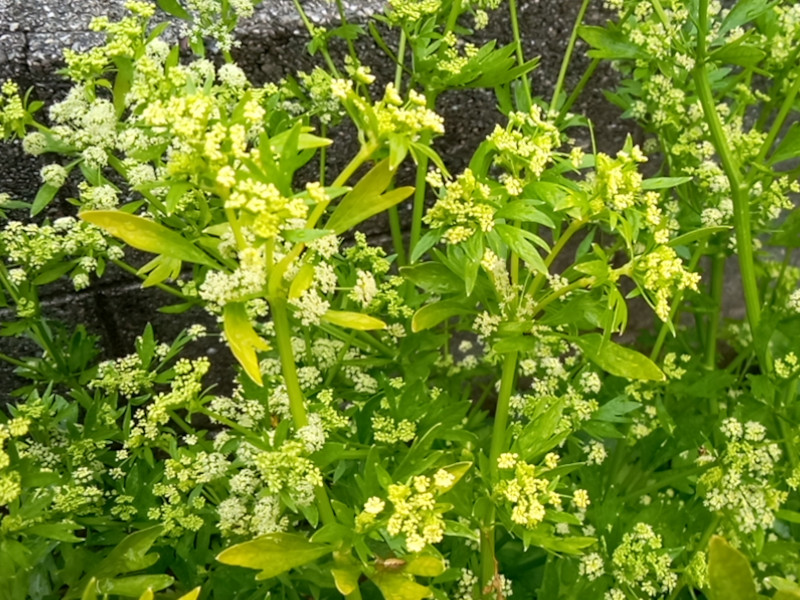 �Z����(celery)
