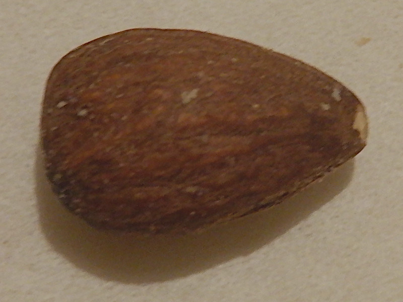 �A�[�����h(almond)