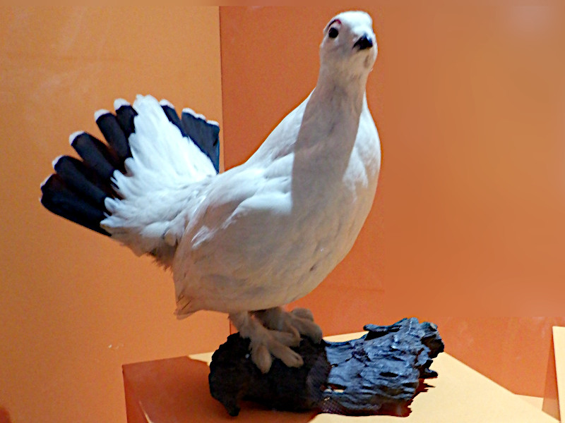 ���C�`���E