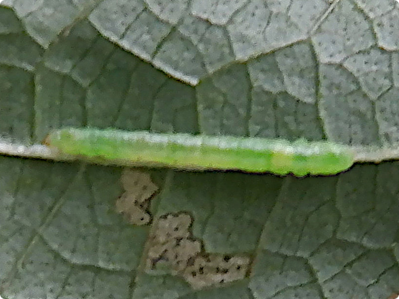 �䔒���c��