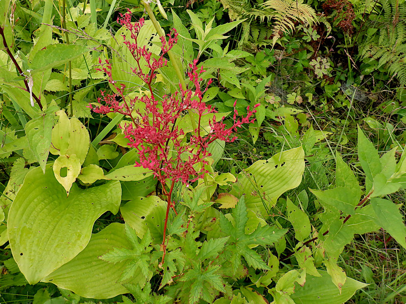 �V���c�P�\�E�i���쑐�A�w���FFilipendula multijuga�j