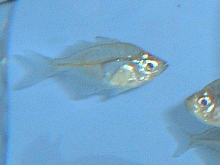�O���X�t�B�b�V���iGrass fish�j