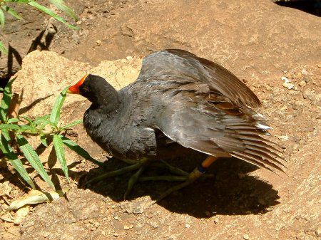 �o��(Hawaiian moorhen)