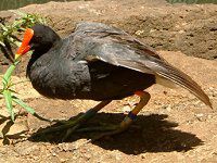 �o��(Hawaiian moorhen)