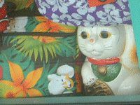maui cat