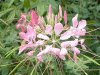 �N���I��(Cleome)