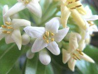 �g�x���i���j