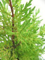 �S�[���h�N���X�g(Gold Crest)