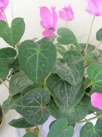 �V�N������(Cyclamen)