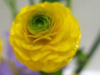 ���i���L�����X�E�S�[���h�R�C��