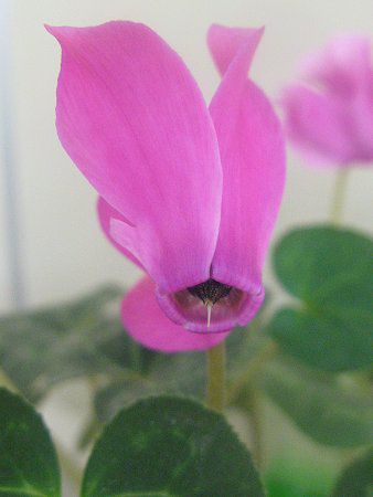 �V�N������(Cyclamen)