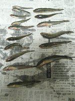 �މ�-�n�[(2008�N7��27��)