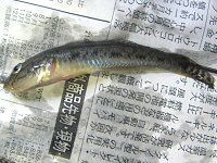 �n�[����(2008�N7��27��)