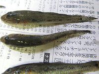 �n�[3�C(2008�N7��27��)