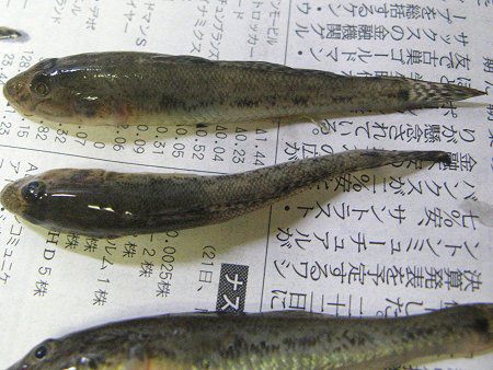 �n�[3�C(2008�N7��27��)
