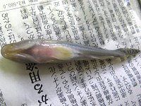 ���̂���(2008�N7��27��)