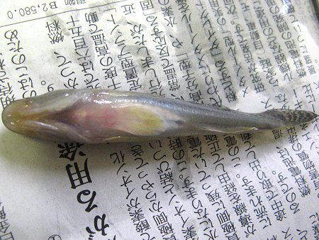 ���̂���(2008�N7��27��)