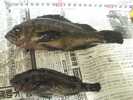 �މ�-���o��(�ڒ�)