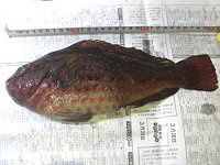 �郖��C��-�މ�-����i2008�N3��23���j