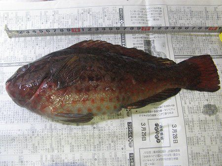 �u�_�C(����)