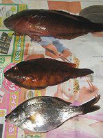 �郖��C��-�މ�-�L�i2008�N3��30���j