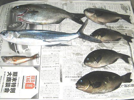 �މ�(2008�N5��31���A�郖��C��)